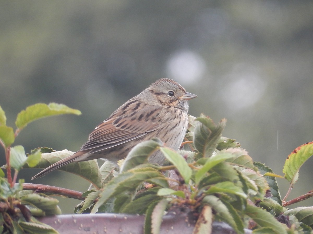 Lincoln's Sparrow - Peter Paul