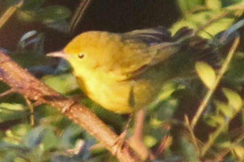 Yellow Warbler - ML118684321