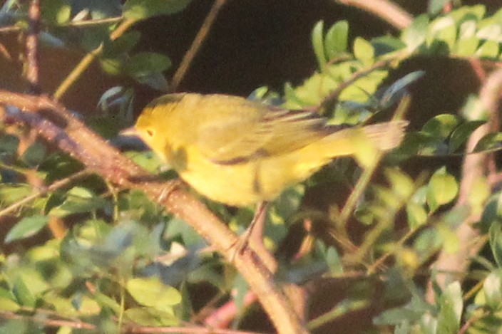 Yellow Warbler - ML118684371