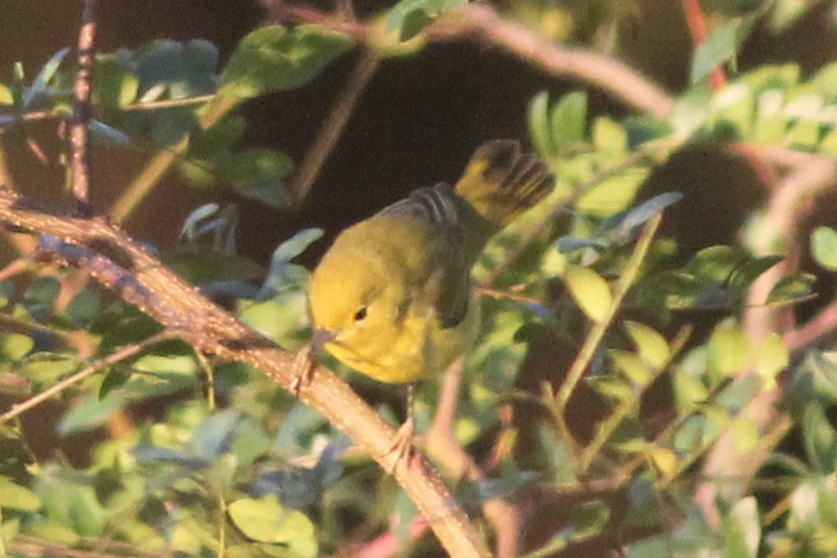 Paruline jaune - ML118684441