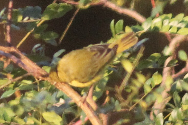 Yellow Warbler - ML118684501