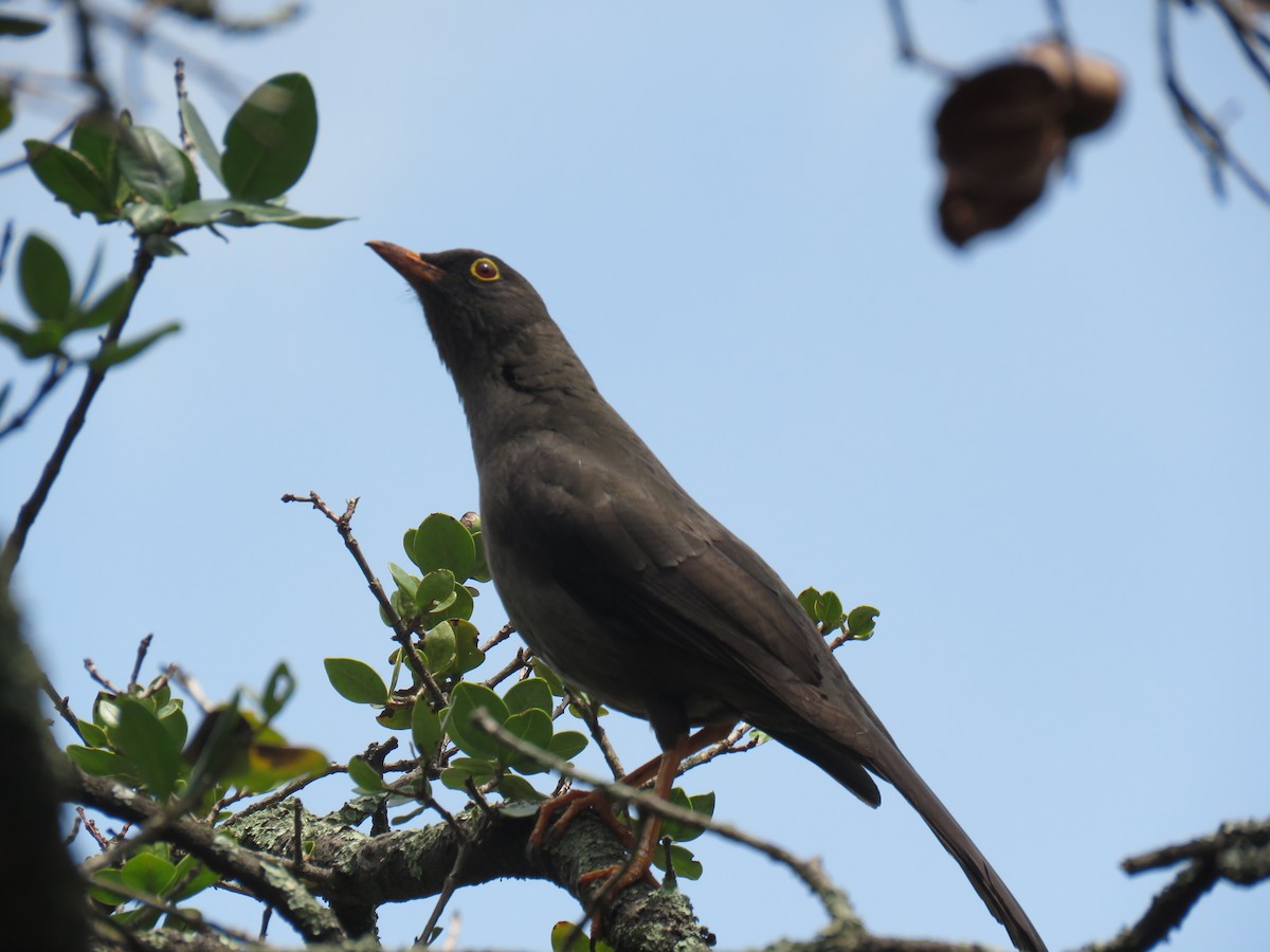 Great Thrush - ML118684751