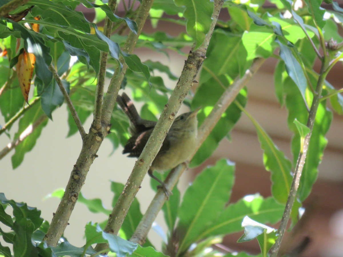 House Wren - ML118684941