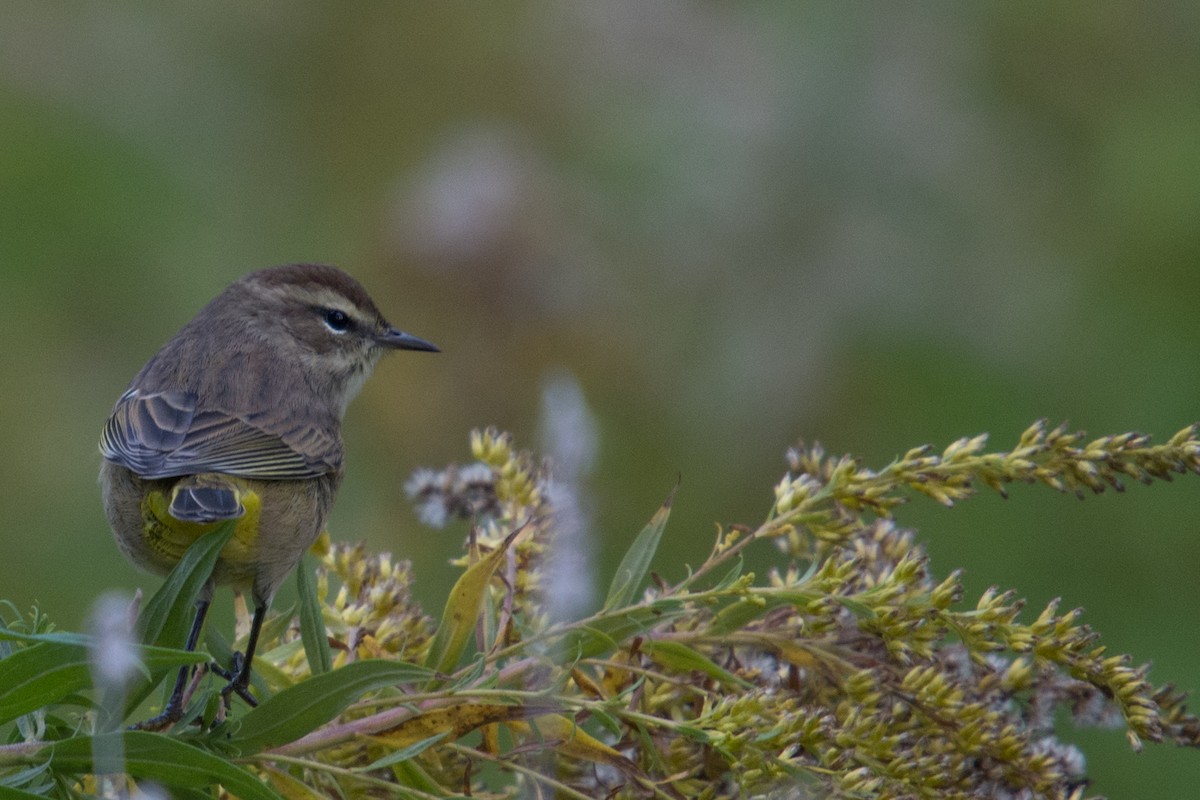 Palm Warbler - ML118686191