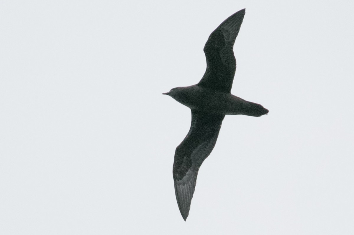 Petrel de la Henderson - ML118686781