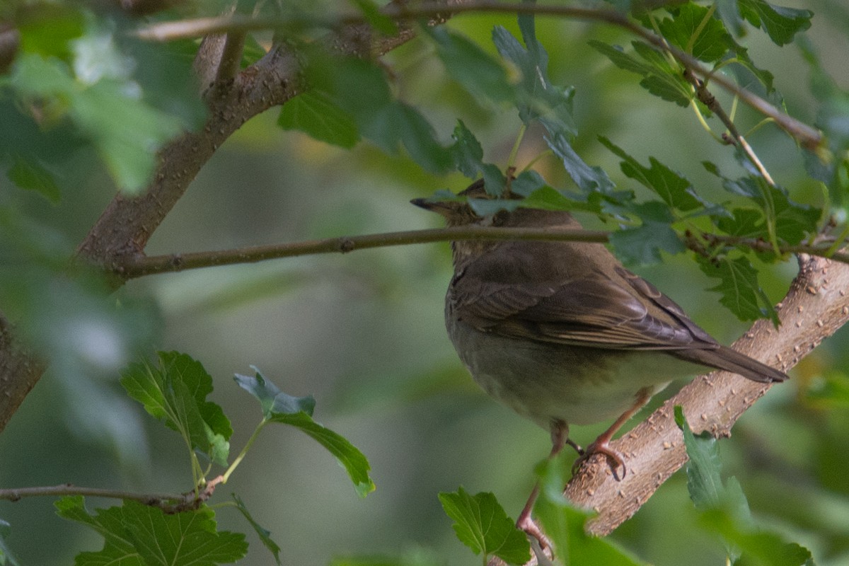 Swainson's Thrush - ML118688531