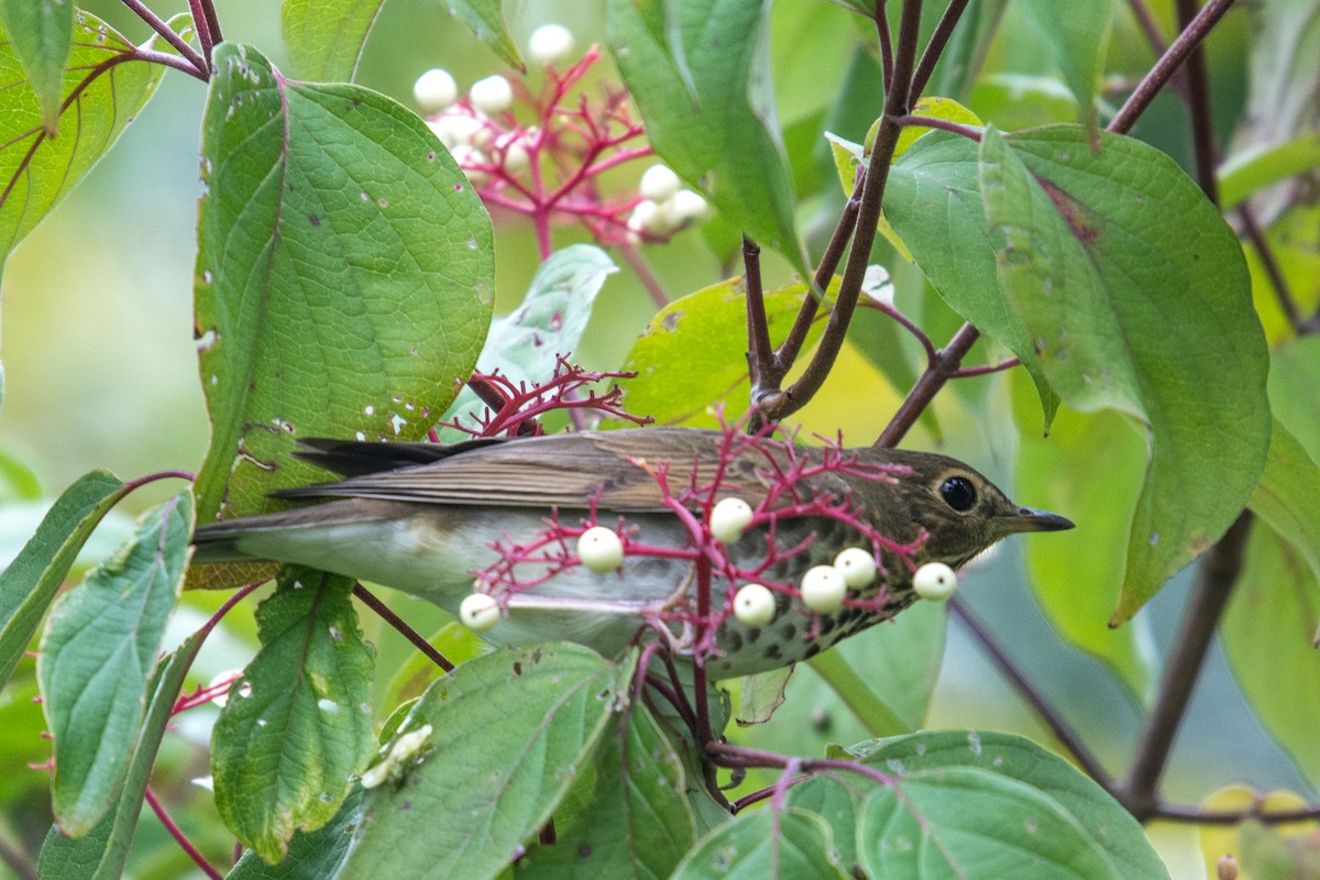 Swainson's Thrush - ML118689171