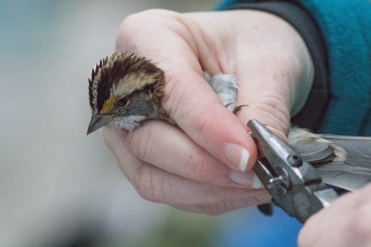 White-throated Sparrow - ML118689221