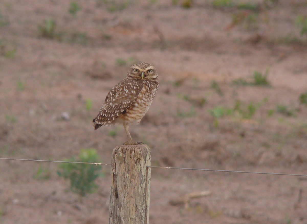 Burrowing Owl - ML118689241