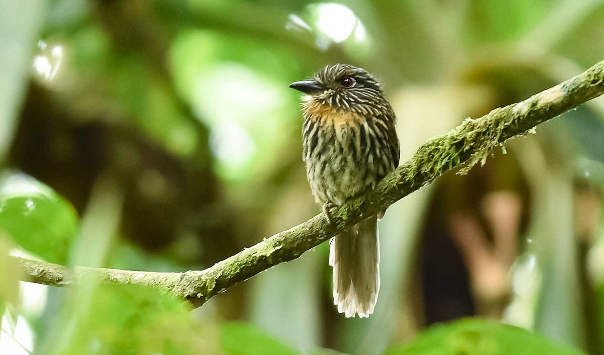 Black-streaked Puffbird - ML118691751