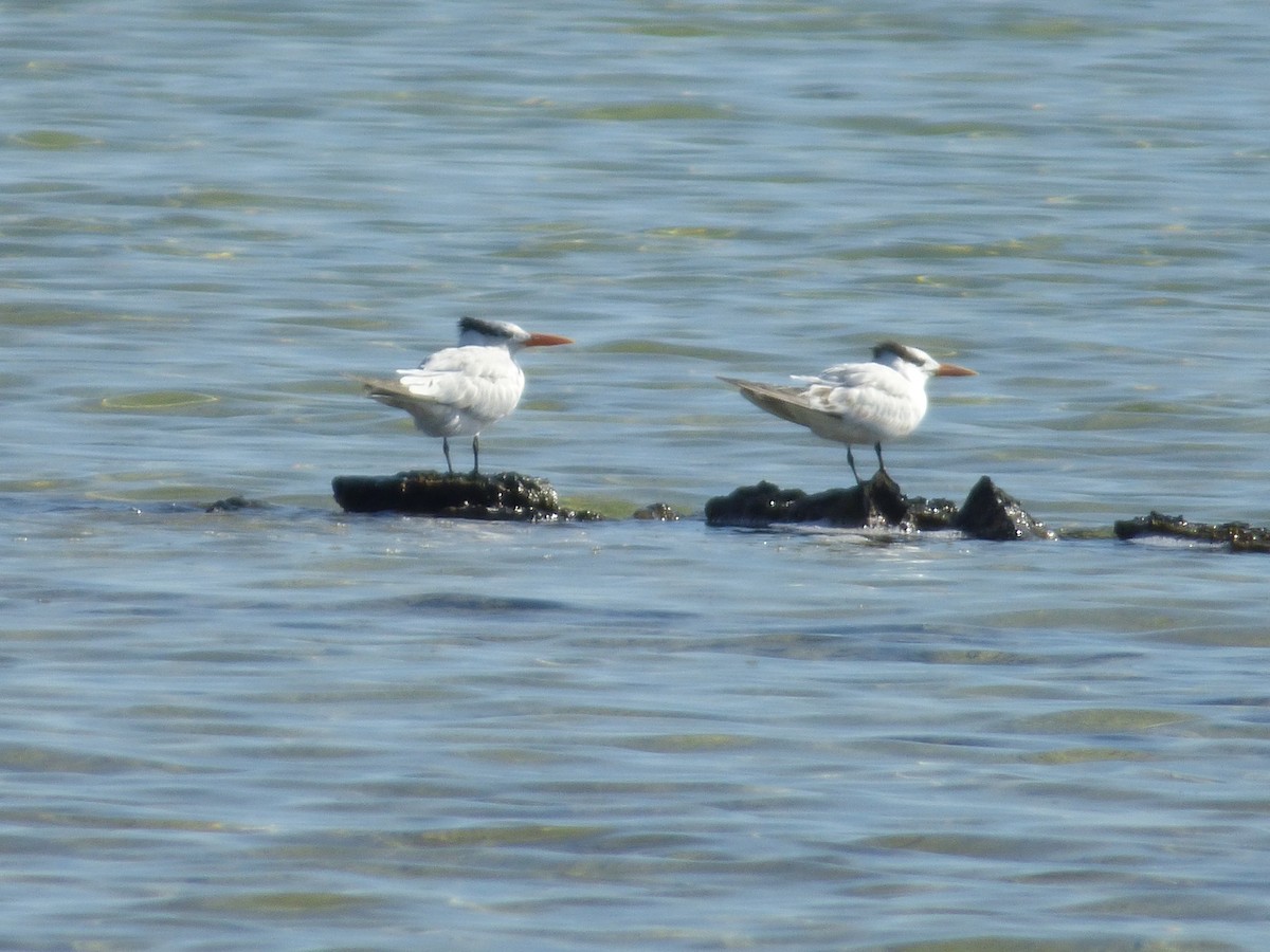 Royal Tern - ML118693101