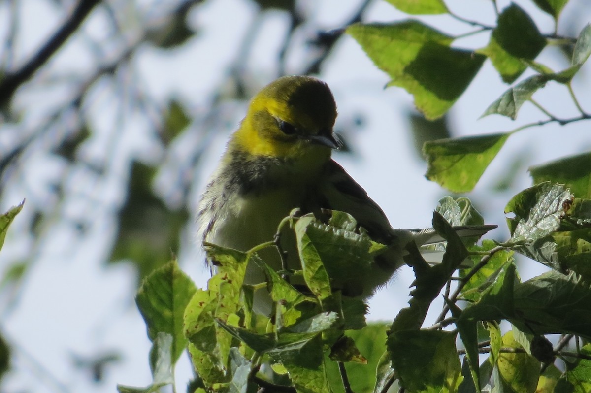 Grünmantel-Waldsänger - ML118693451