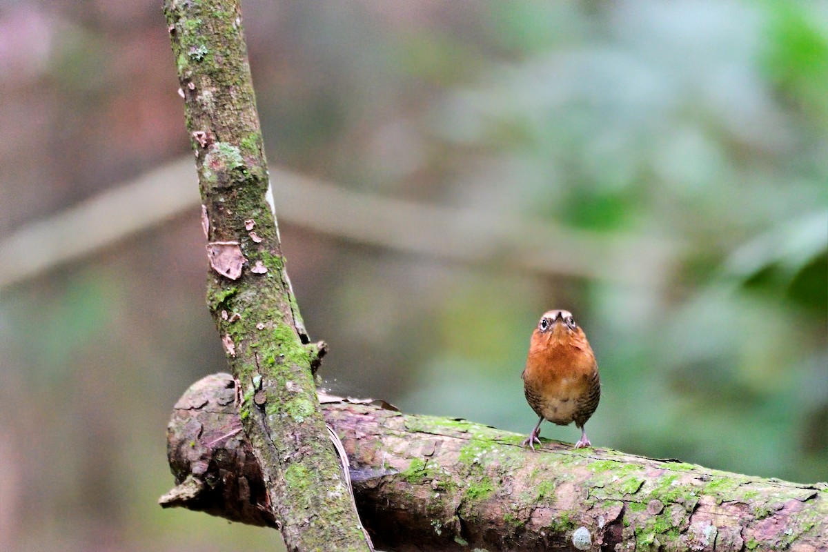 Rufous-browed Wren - Luis Guillermo