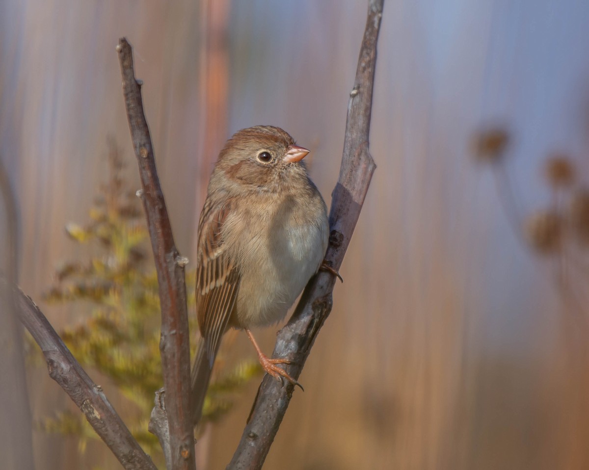 Field Sparrow - ML118694321