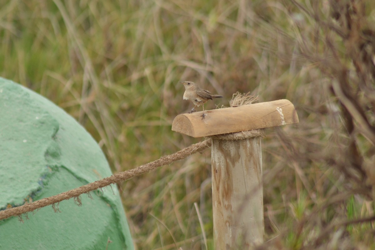 House Wren - ML118694341