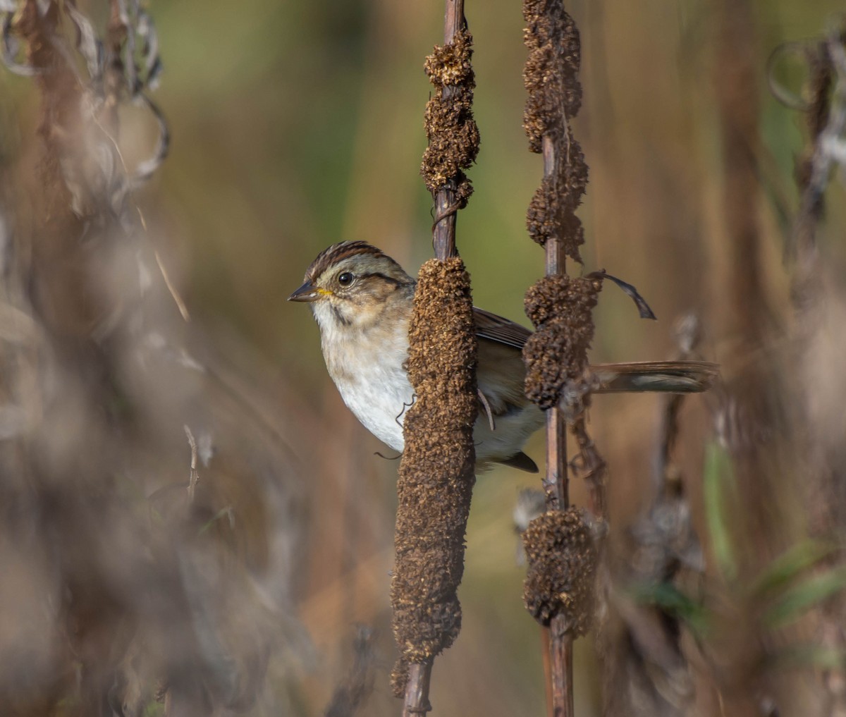 White-throated Sparrow - ML118694911