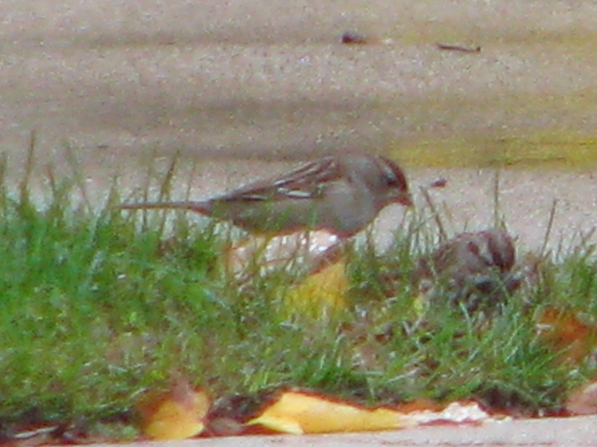 White-crowned Sparrow - Chris Martone