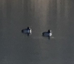 Ring-necked Duck - ML118696341