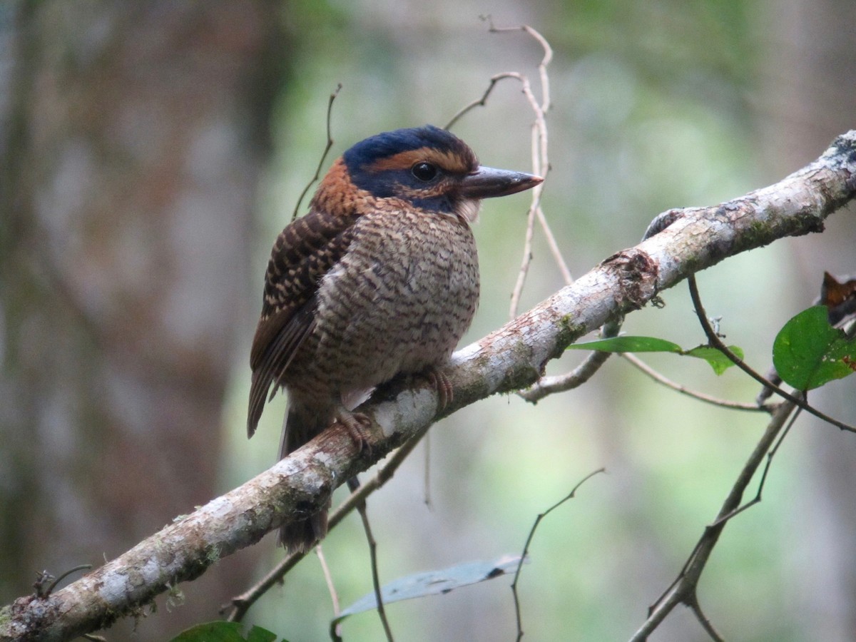 Scaly-breasted Kingfisher - ML118697541