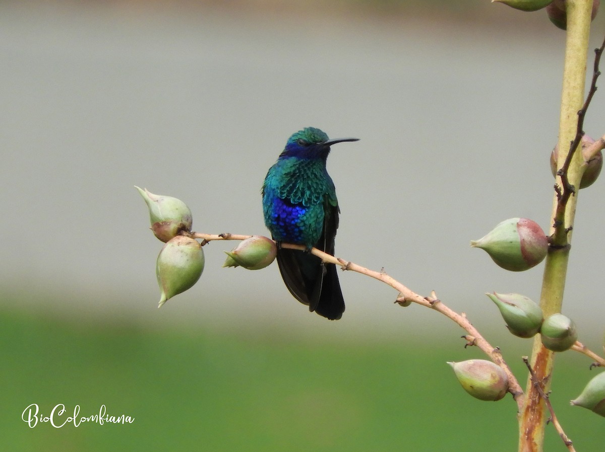 kolibřík modrolící - ML118697621
