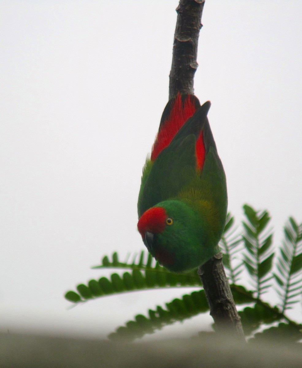 Moluccan Hanging-Parrot - Timo Mitzen