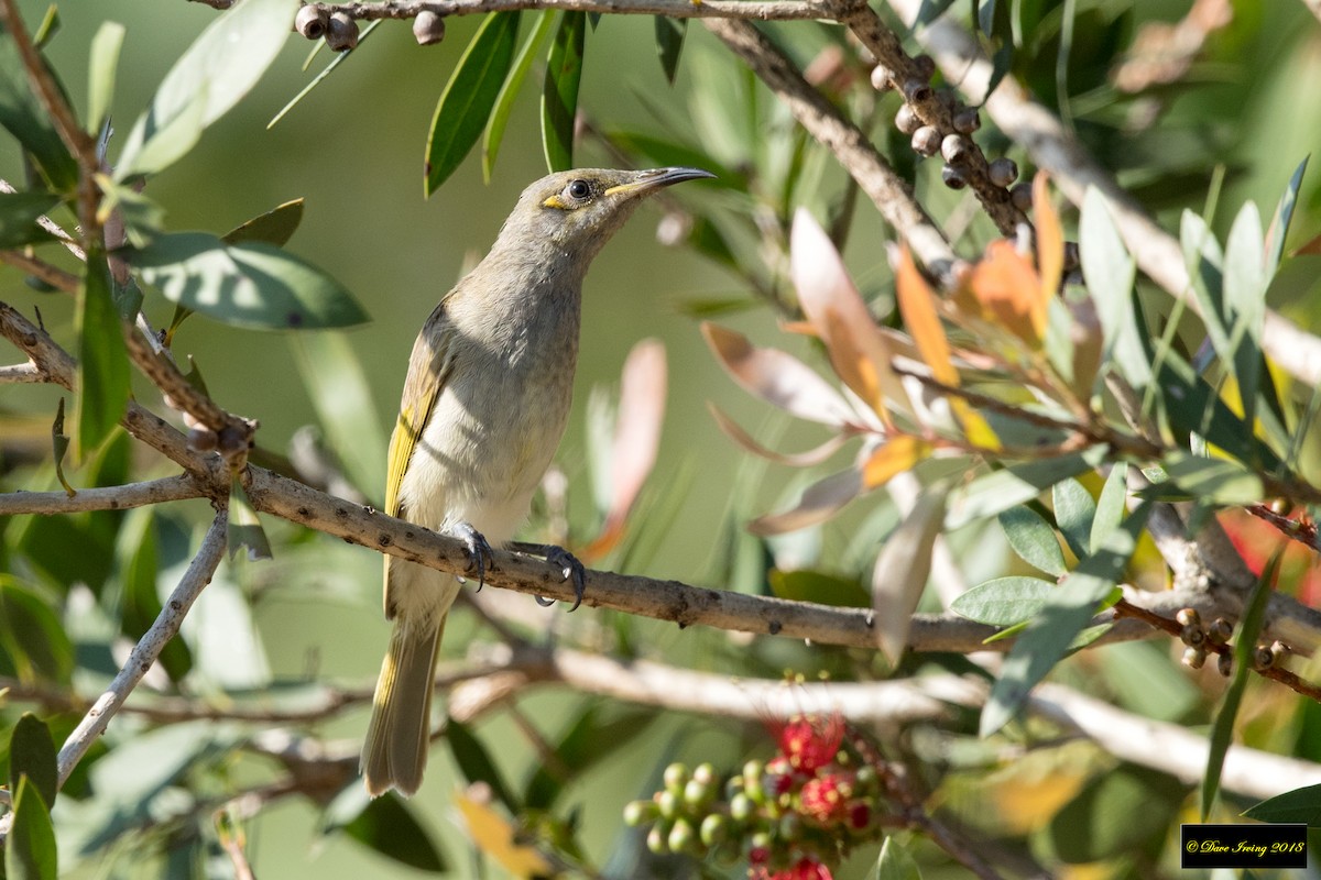 Brown Honeyeater - ML118698041