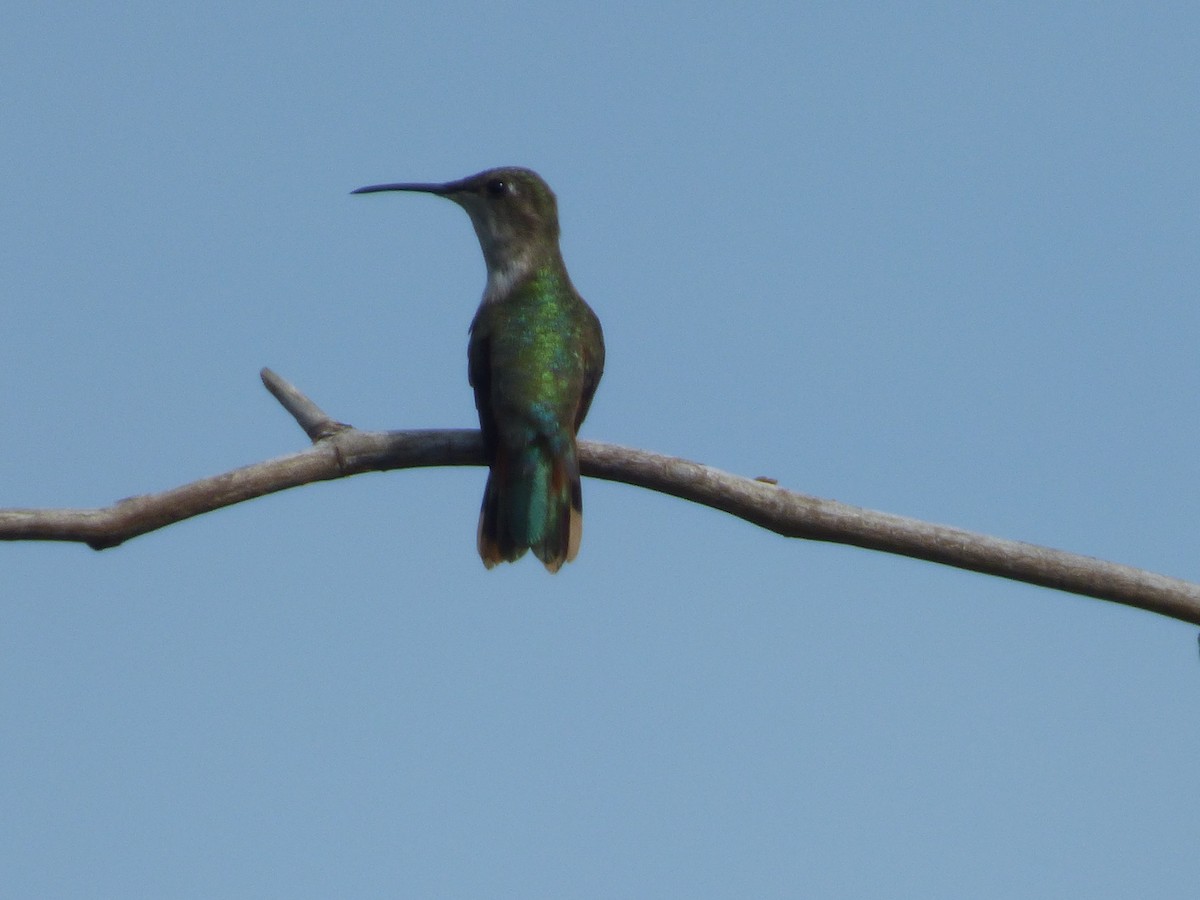 Inagua Woodstar - ML118698811