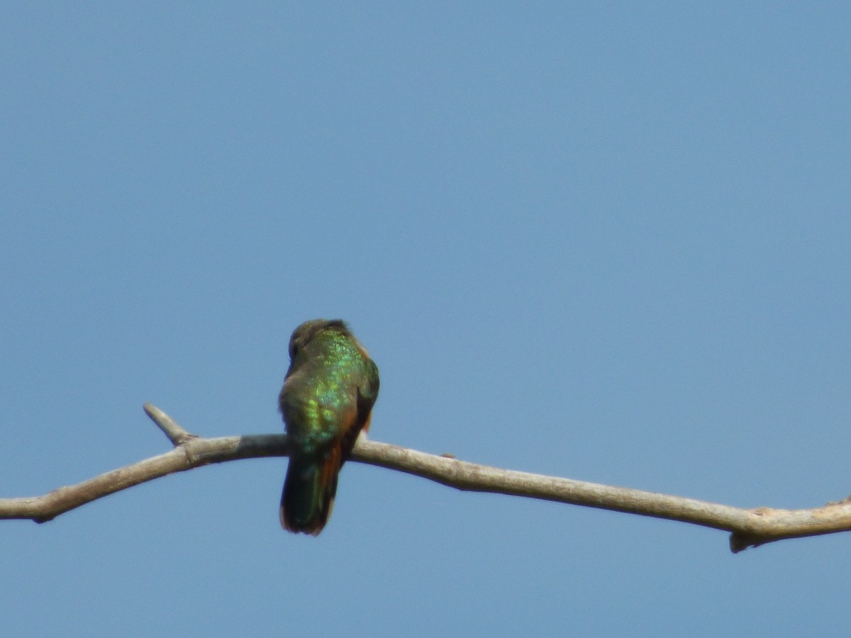 Inagua Woodstar - ML118698901