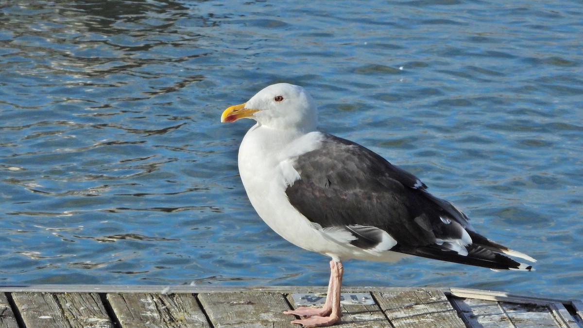 Great Black-backed Gull - André Lanouette
