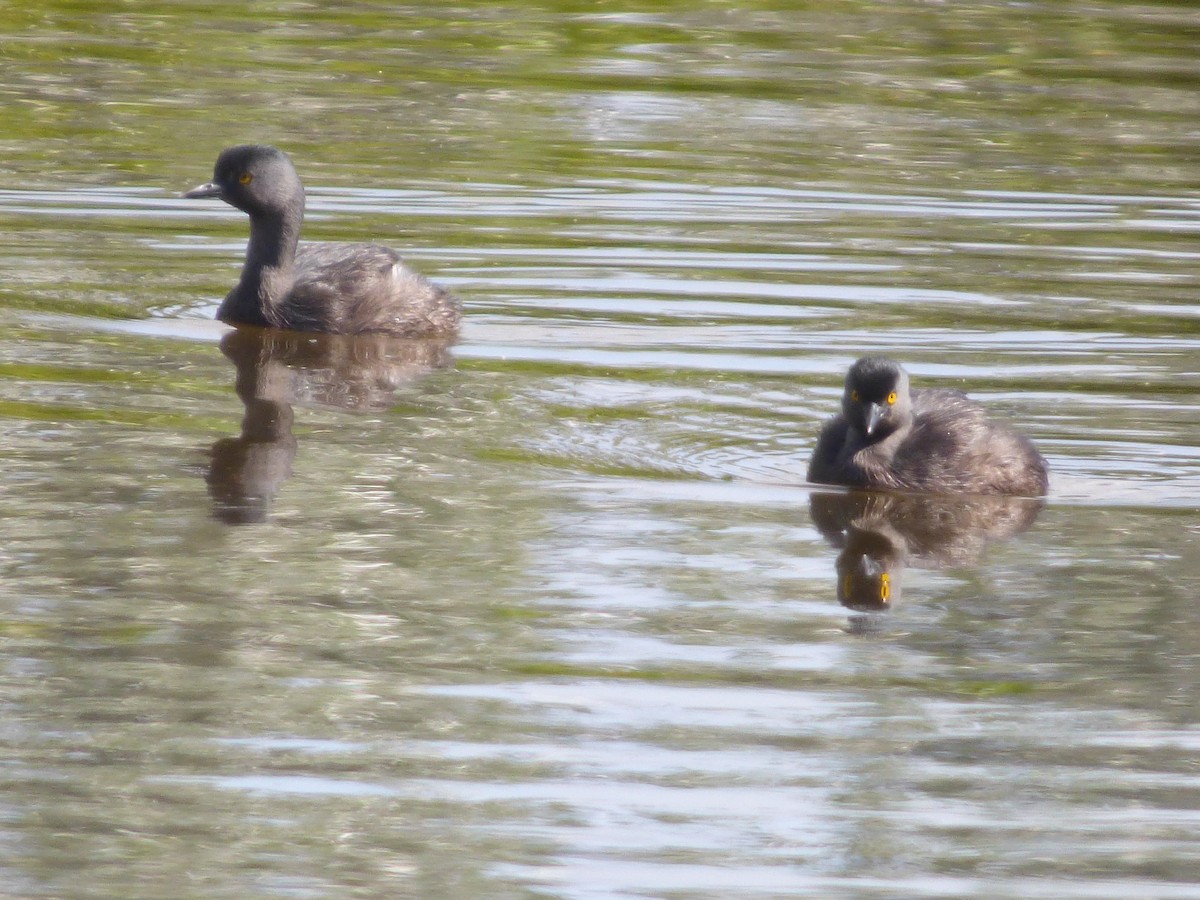 Least Grebe - Tarra Lindo