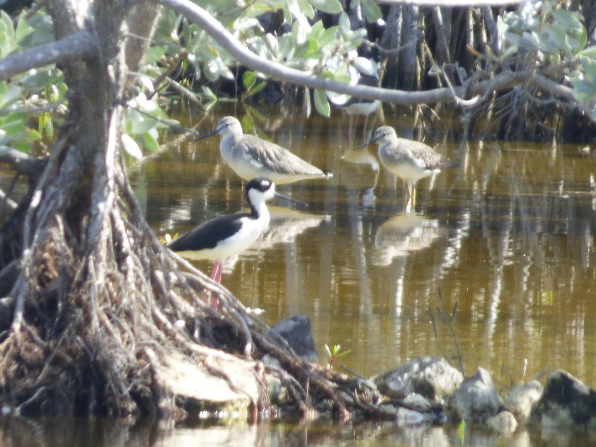 Greater Yellowlegs - ML118700711