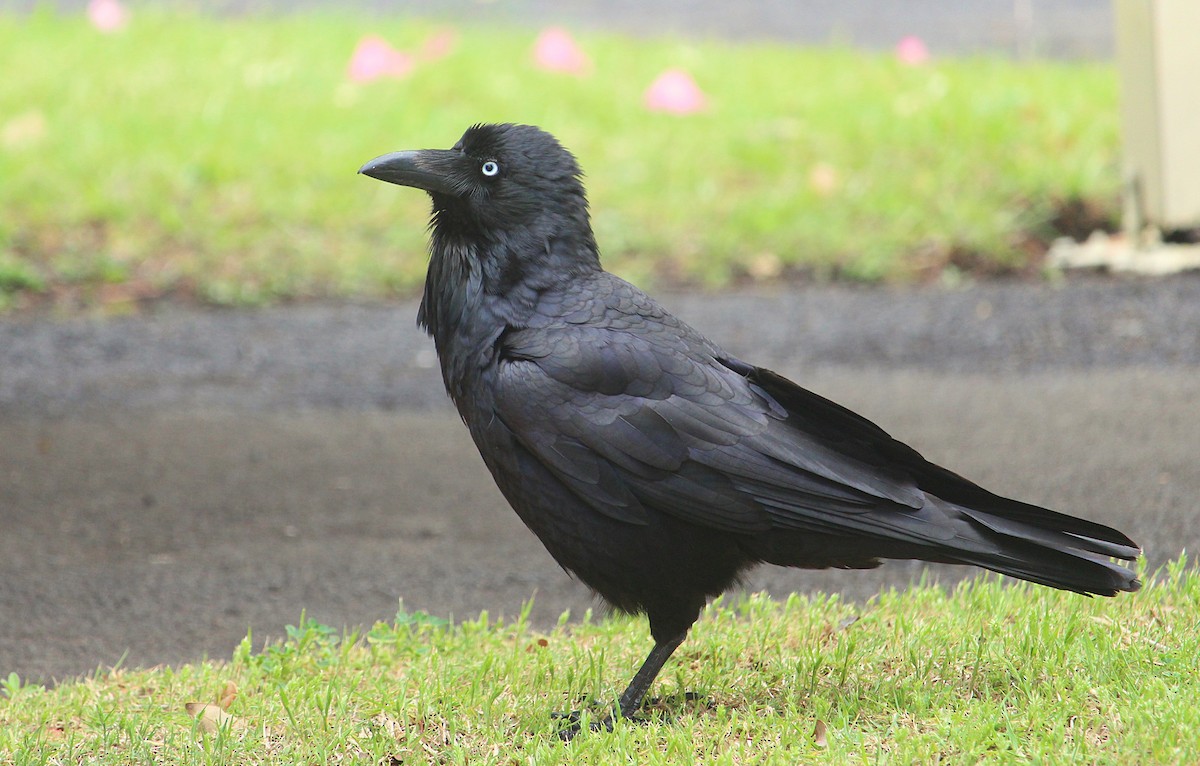 Australian Raven - Kent Warner