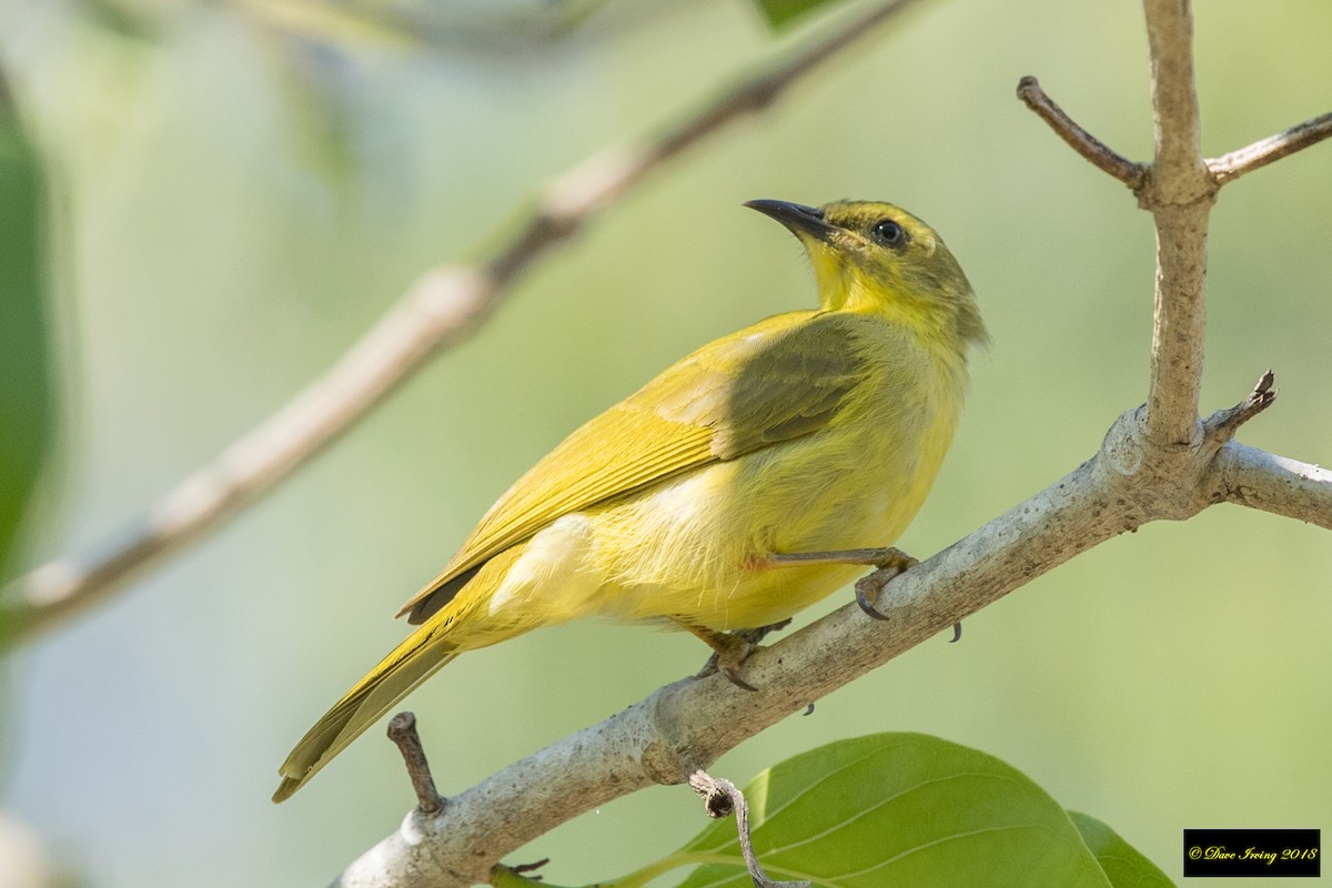 Yellow Honeyeater - ML118701721