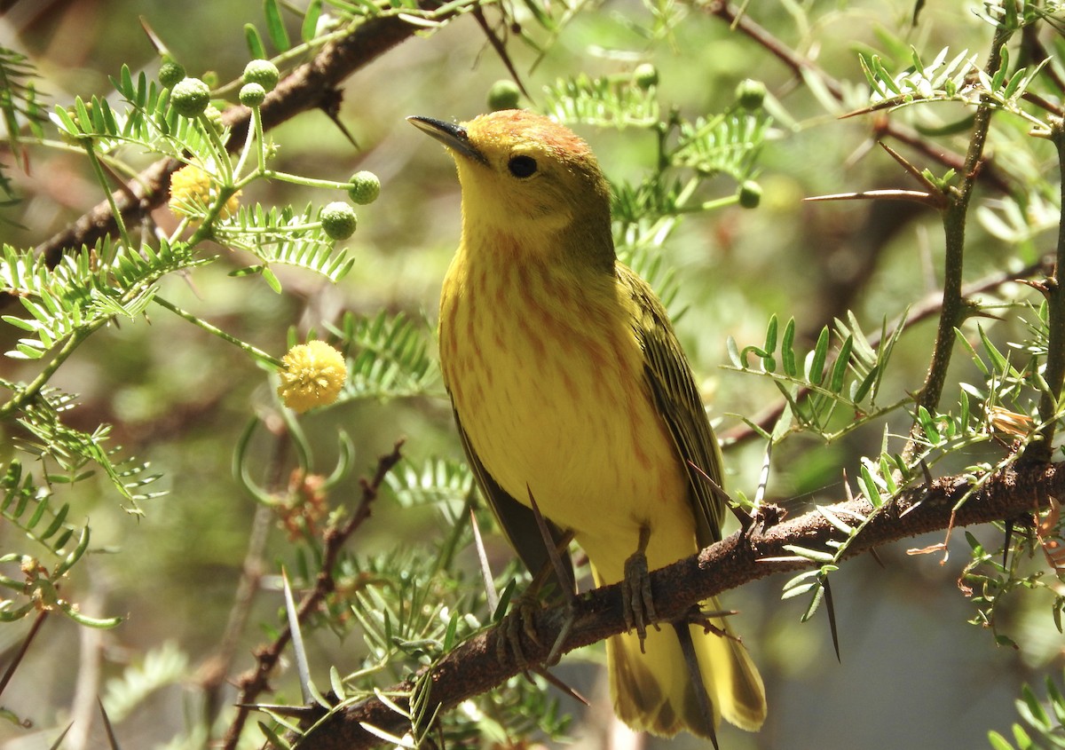 Yellow Warbler (Galapagos) - Noam Markus