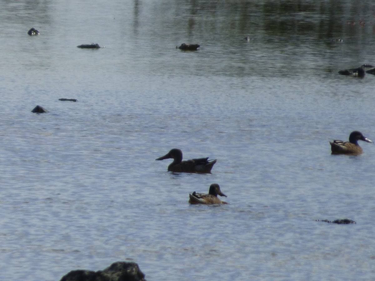 Northern Shoveler - Tarra Lindo