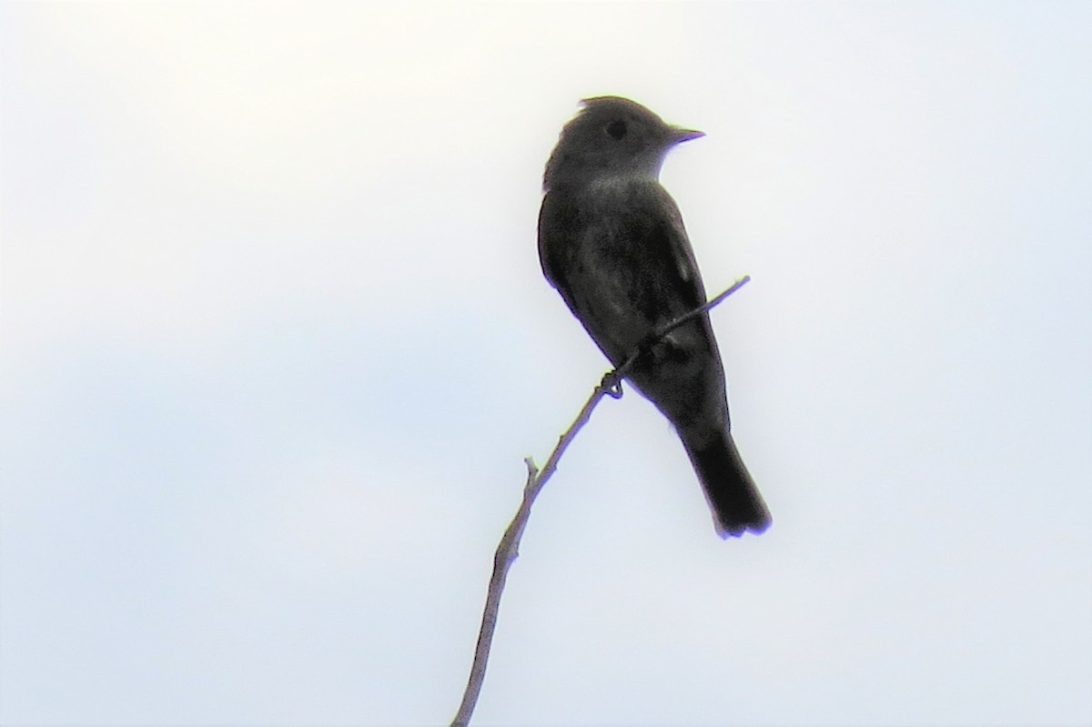 Western Wood-Pewee - ML118702041