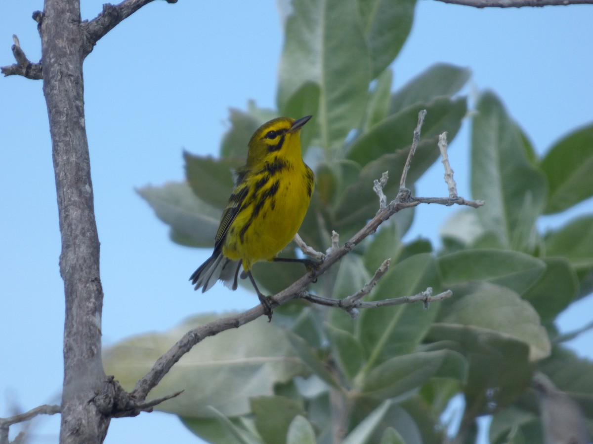 Prairie Warbler - ML118702361