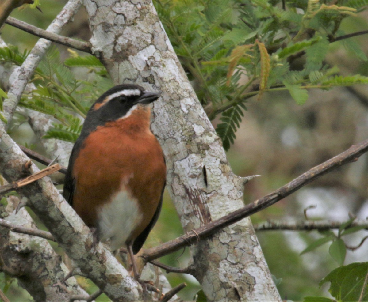 Black-and-rufous Warbling Finch - Cláudio Jorge De Castro Filho