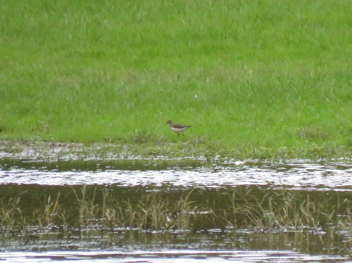 Solitary Sandpiper - ML118704591