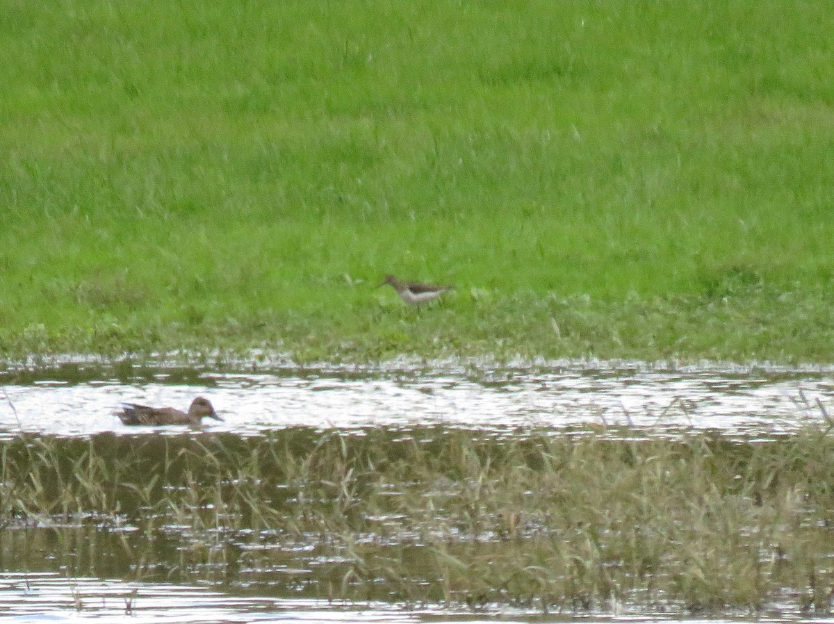 Solitary Sandpiper - ML118704601