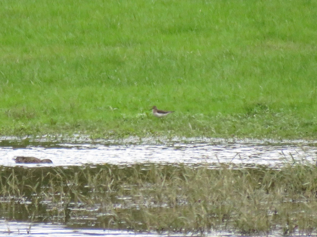 Solitary Sandpiper - ML118704611