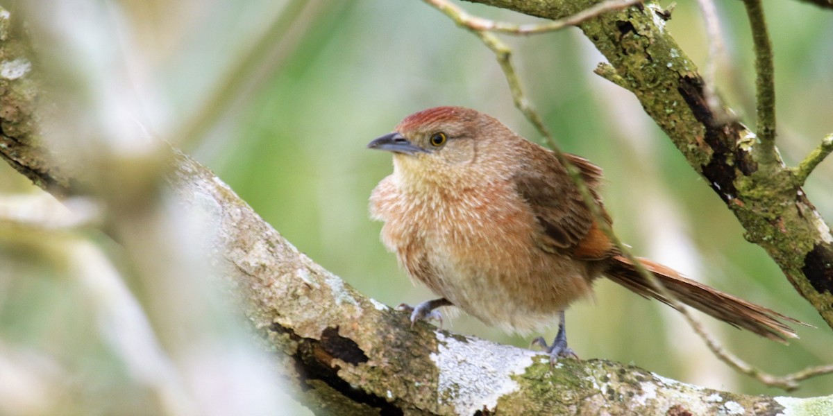 Freckle-breasted Thornbird - ML118704891