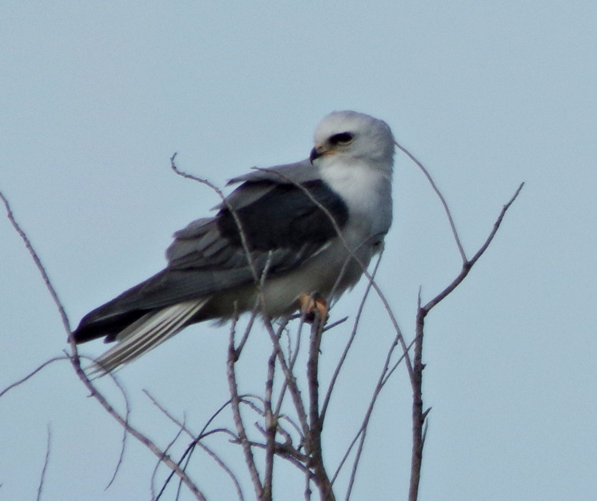 White-tailed Kite - ML118705821