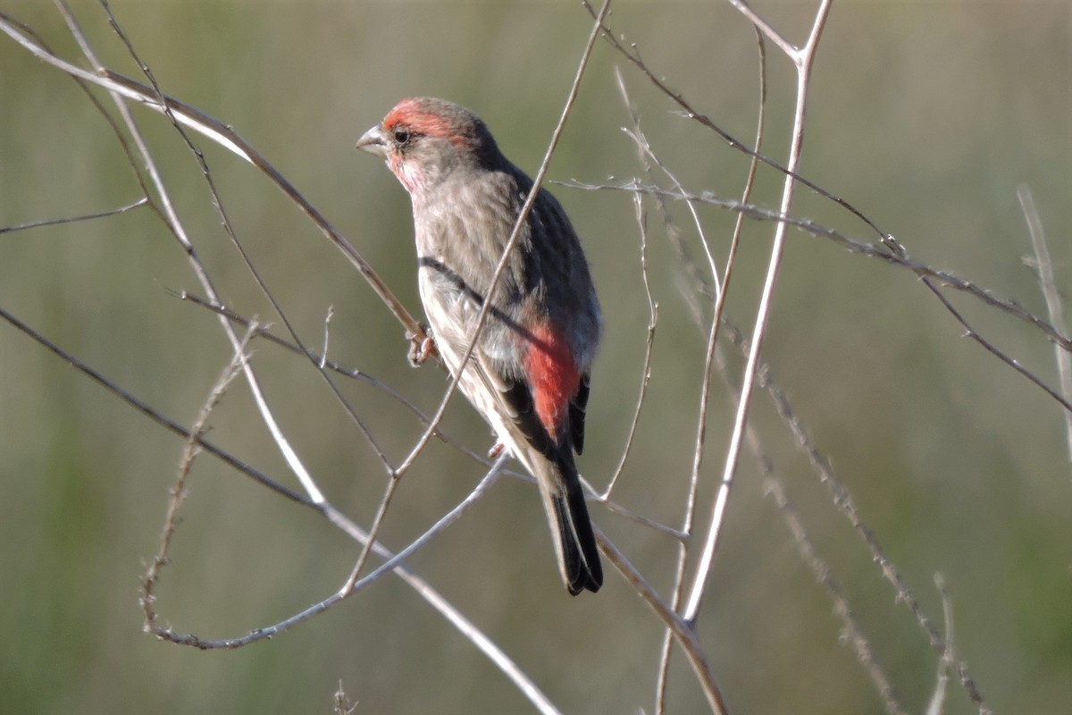 House Finch - ML118706231