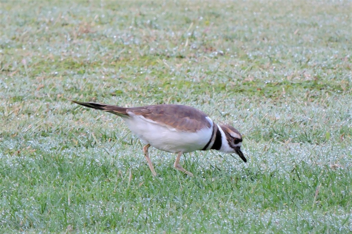 Killdeer - Gail DeLalla