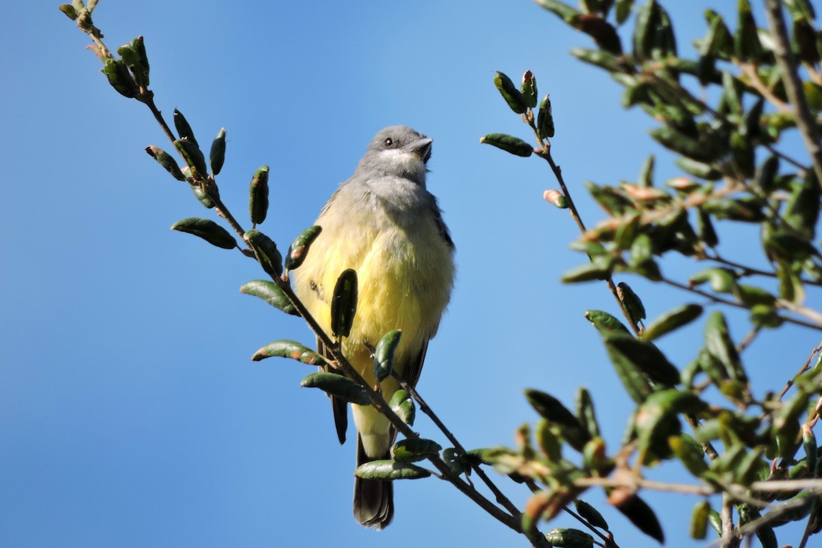 Cassin's Kingbird - ML118706801