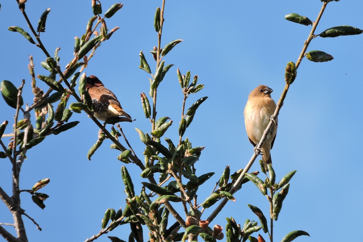 Scaly-breasted Munia - ML118706891