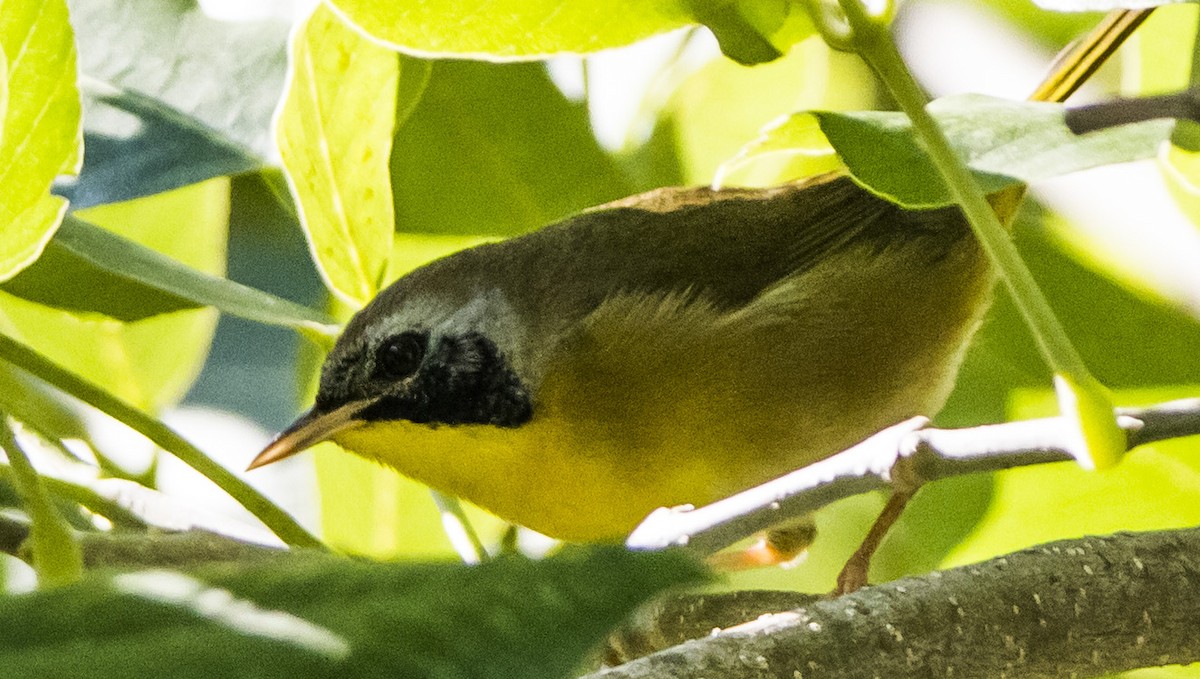 Common Yellowthroat - ML118707001