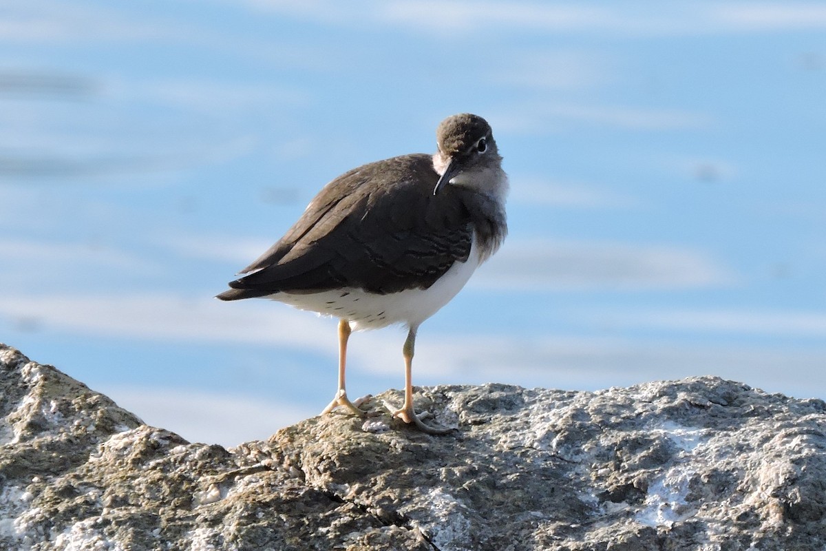 Spotted Sandpiper - ML118707051