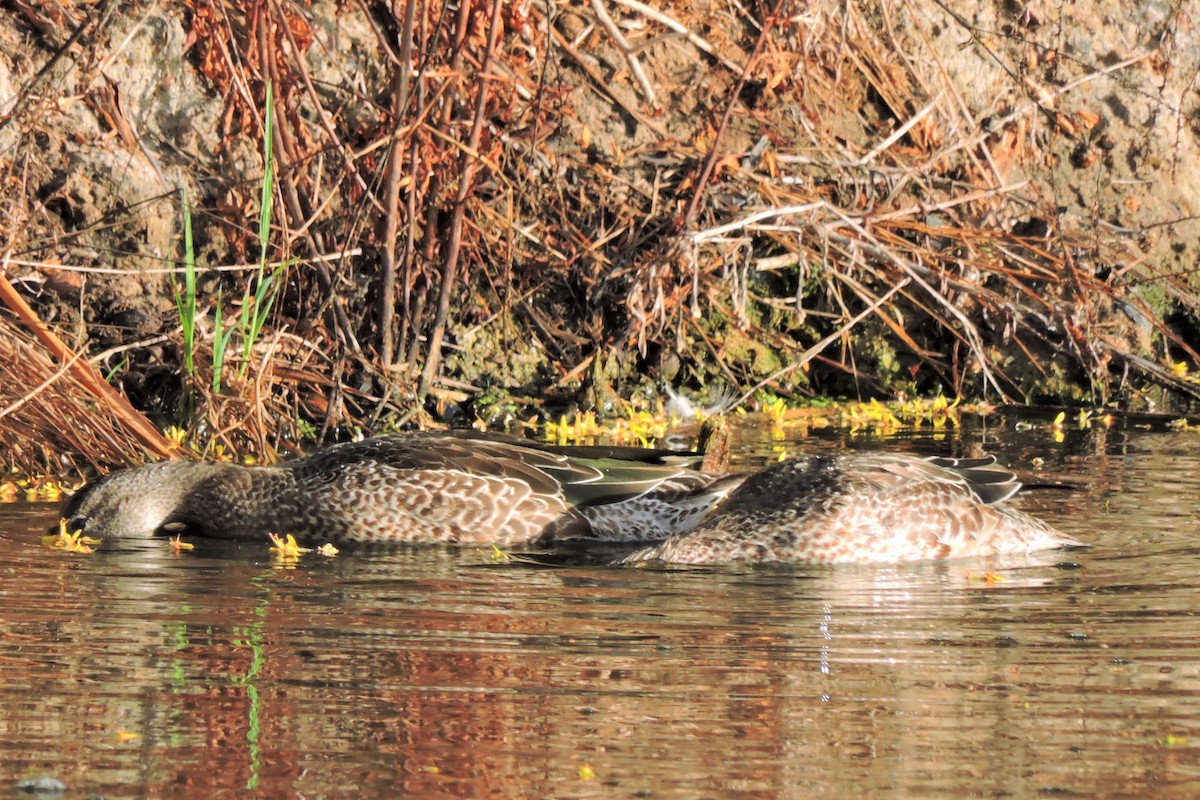 Green-winged Teal - ML118707151